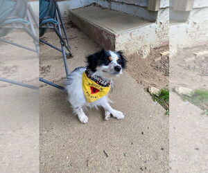 Spaniel-Unknown Mix Dogs for adoption in Springdale, PA, USA
