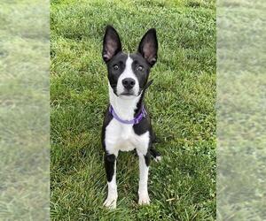 Basenji-Unknown Mix Dogs for adoption in Lee's Summit, MO, USA