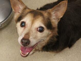 Chi-Corgi Dogs for adoption in Fort Wayne, IN, USA