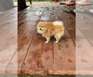 Pomeranian Dogs for adoption in Crystal , MN, USA