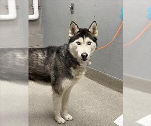 Siberian Husky-Unknown Mix Dogs for adoption in Las Vegas, NV, USA
