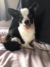 Chihuahua Dogs for adoption in Tenafly, NJ, USA