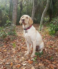 Mutt Dogs for adoption in Oviedo, FL, USA