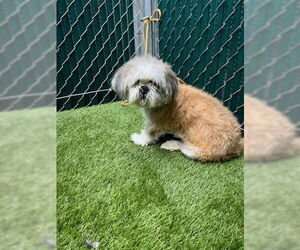 Shih Tzu-Unknown Mix Dogs for adoption in Downey, CA, USA