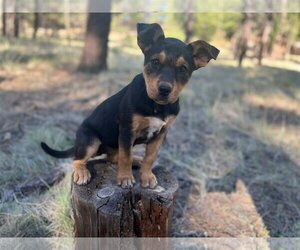Labrottie Dogs for adoption in Phoenix, AZ, USA