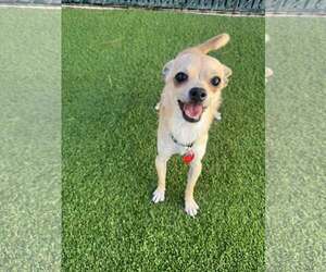 Chihuahua-Unknown Mix Dogs for adoption in Tempe , AZ, USA