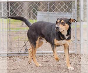 German Shepherd Dog-Unknown Mix Dogs for adoption in Waco, TX, USA