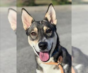 German Shepherd Dog-Siberian Husky Mix Dogs for adoption in Woodland, CA, USA