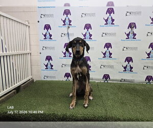Black and Tan Coonhound-Unknown Mix Dogs for adoption in Orlando, FL, USA