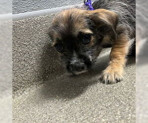 Mutt Dogs for adoption in Las Vegas, NV, USA