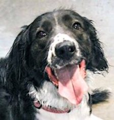 Small English Springer Spaniel