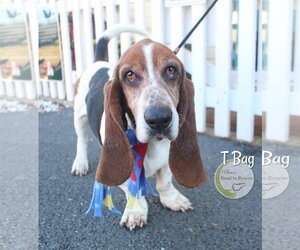 Basset Hound Dogs for adoption in Benton, LA, USA