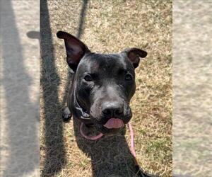 American Pit Bull Terrier Dogs for adoption in Louisville, KY, USA