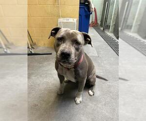 American Pit Bull Terrier Dogs for adoption in Stockton, CA, USA