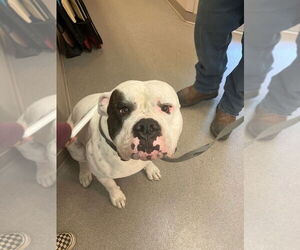 American Pit Bull Terrier-Unknown Mix Dogs for adoption in La Porte, IN, USA