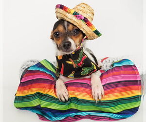 Chihuahua-Unknown Mix Dogs for adoption in phoenix, AZ, USA