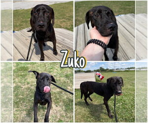 Affenpinscher-Unknown Mix Dogs for adoption in Pierceton , IN, USA