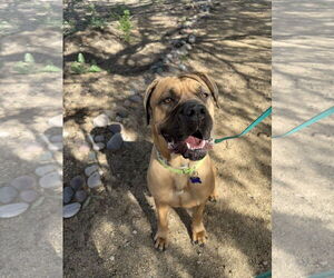 Mastiff Dogs for adoption in Goodyear, AZ, USA