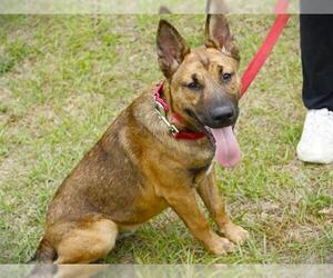 German Shepherd Dog-Unknown Mix Dogs for adoption in Tallahassee, FL, USA