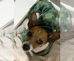 Chiweenie Dogs for adoption in MIDWAY, UT, USA