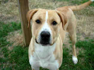 Medium Photo #1 American Bulldog-Unknown Mix Puppy For Sale in Plano, TX, USA