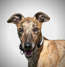Medium Photo #1 Greyhound-Unknown Mix Puppy For Sale in Woodinville, WA, USA