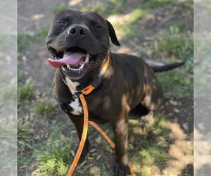 American Staffordshire Terrier Dogs for adoption in Camarillo, CA, USA