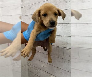 Mutt Dogs for adoption in San Bernardino, CA, USA