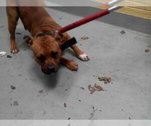 American Pit Bull Terrier Dogs for adoption in Tulsa, OK, USA
