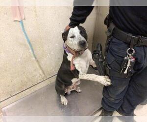 American Pit Bull Terrier-Unknown Mix Dogs for adoption in Riverside, CA, USA
