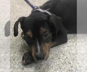 Plott Hound-Unknown Mix Dogs for adoption in Conroe, TX, USA