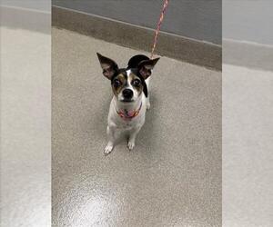 Chihuahua-Unknown Mix Dogs for adoption in Las Vegas, NV, USA