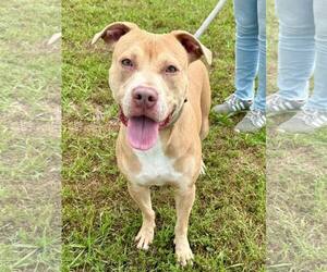 American Pit Bull Terrier Dogs for adoption in Oakhurst, NJ, USA