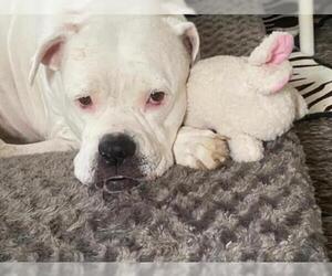 American Bulldog Dogs for adoption in New York, NY, USA