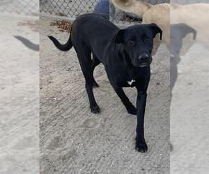 Labrador Retriever-Unknown Mix Dogs for adoption in Riverside, CA, USA