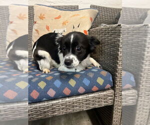 Chihuahua-Unknown Mix Dogs for adoption in Ellijay, GA, USA