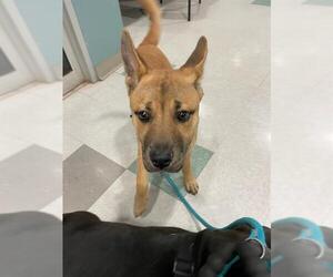 Chow Chow-German Shepherd Dog Mix Dogs for adoption in Oklahoma City, OK, USA