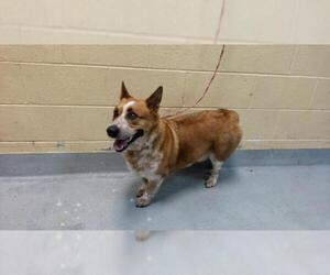 Pembroke Welsh Corgi Dogs for adoption in Tulsa, OK, USA