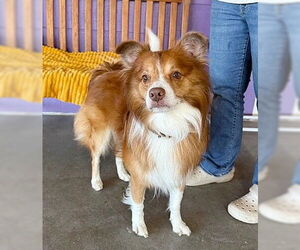 Mutt Dogs for adoption in Genesee, WI, USA