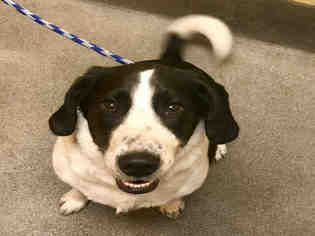 Beagle-Border Collie Mix Dogs for adoption in Forestville, MD, USA