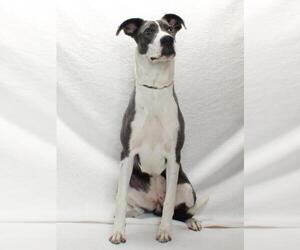 Great Dane-Unknown Mix Dogs for adoption in Burbank, CA, USA
