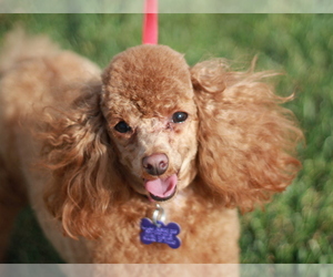 Poodle (Toy) Dogs for adoption in Cookeville, TN, USA