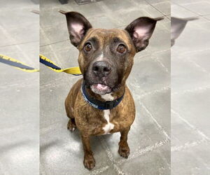 American Staffordshire Terrier-Unknown Mix Dogs for adoption in Lee's Summit, MO, USA