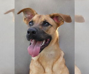 German Shepherd Dog Dogs for adoption in Pasadena, CA, USA