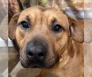 American Pit Bull Terrier-Unknown Mix Dogs for adoption in Corning, AR, USA