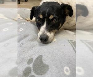 Jack Russell Terrier-Unknown Mix Dogs for adoption in Augusta, WV, USA