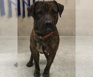 American Pit Bull Terrier-Unknown Mix Dogs for adoption in Conroe, TX, USA