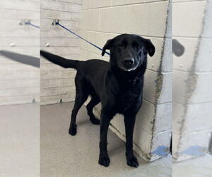 German Shepherd Dog-Unknown Mix Dogs for adoption in San Bernardino, CA, USA