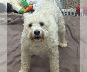 Mutt Dogs for adoption in Martinsburg, WV, USA