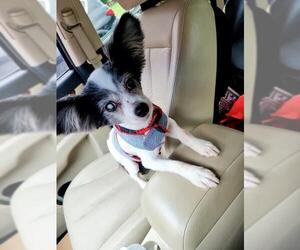 Papillon Dogs for adoption in Spring, TX, USA